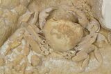 Fossil Crab (Potamon) Preserved in Travertine - Turkey #279099-1